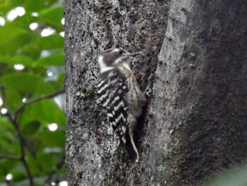 Japanese Pygmy Woodpecker 祖父江ワイルドネイチャー緑地 Fri, 10/1/2021
