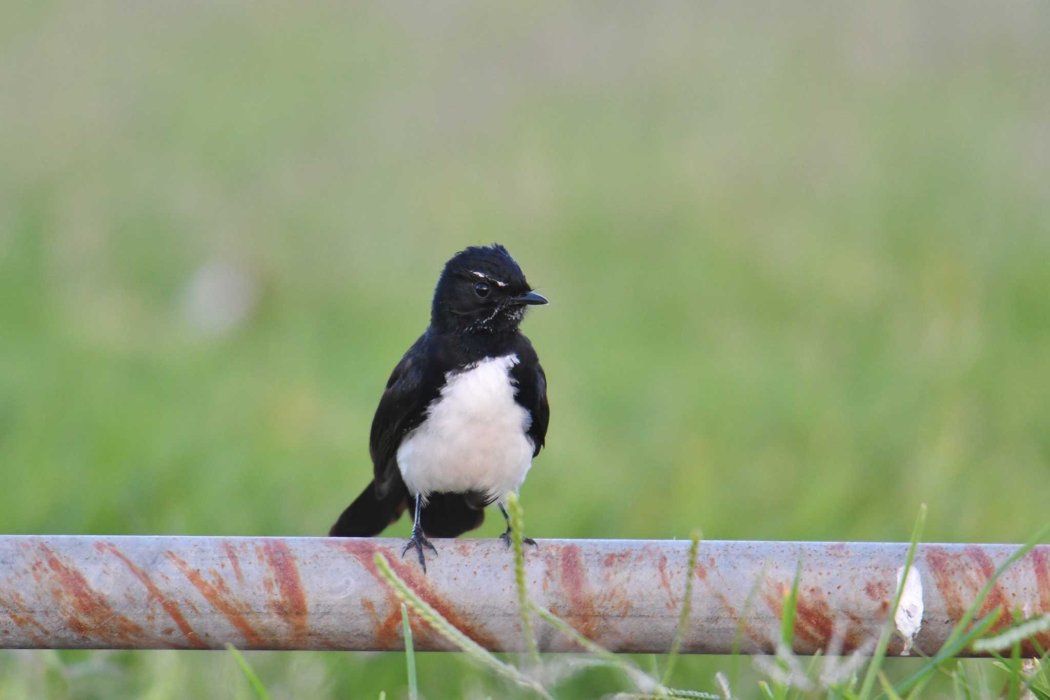 Willie Wagtail