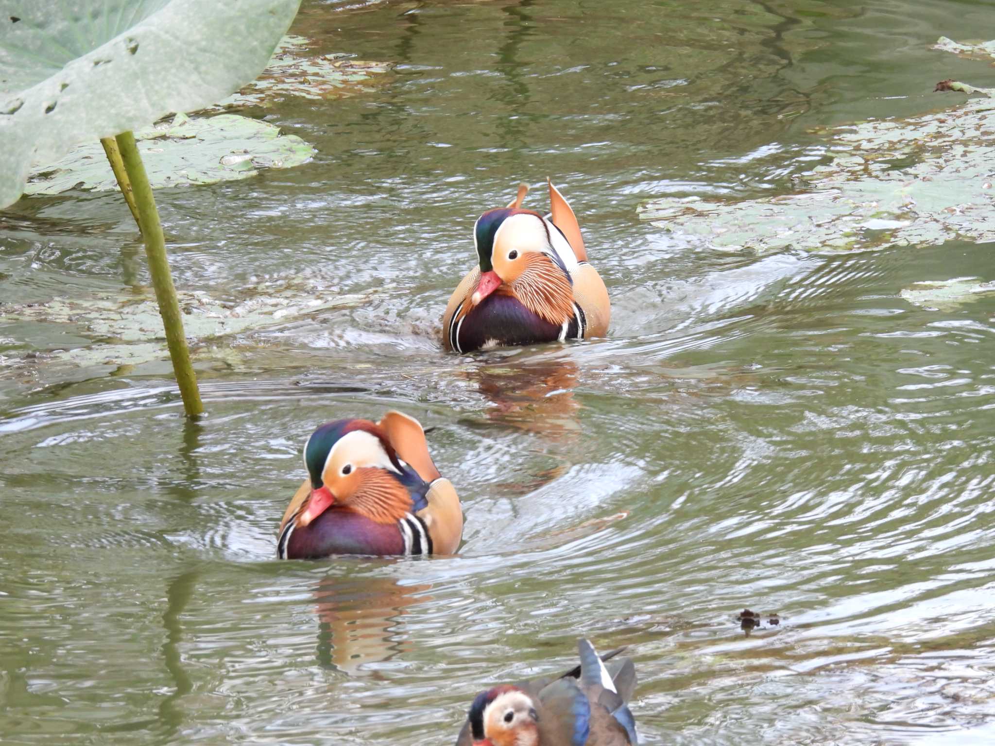 Mandarin Duck