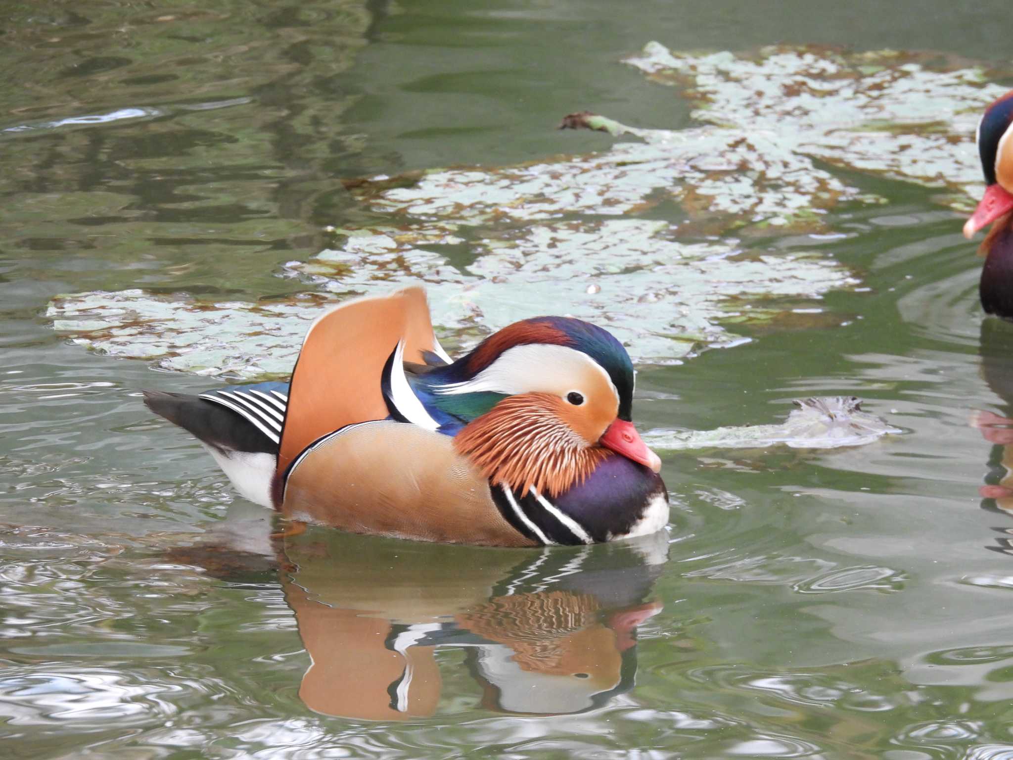 Mandarin Duck