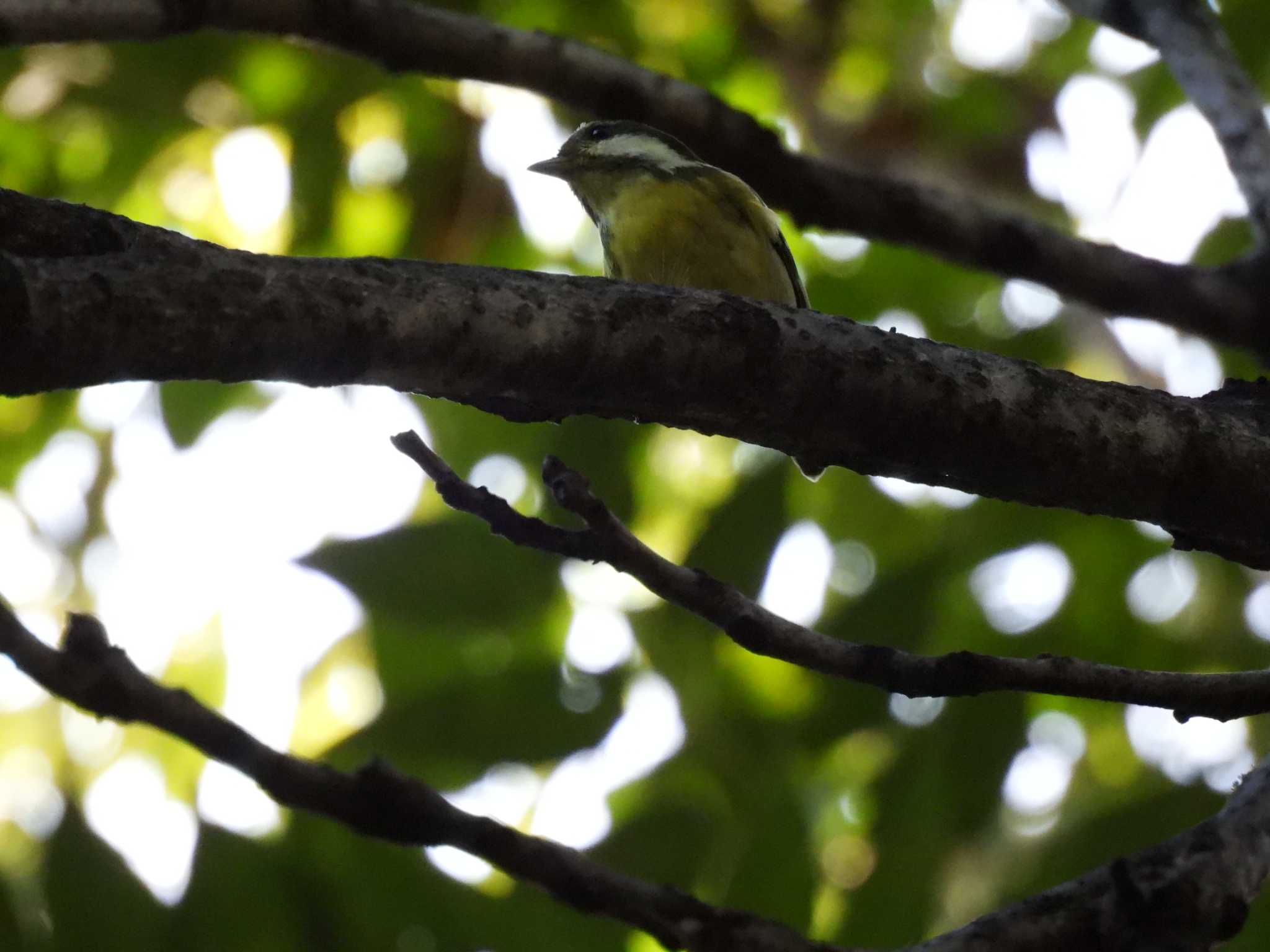 Yellow-bellied Tit