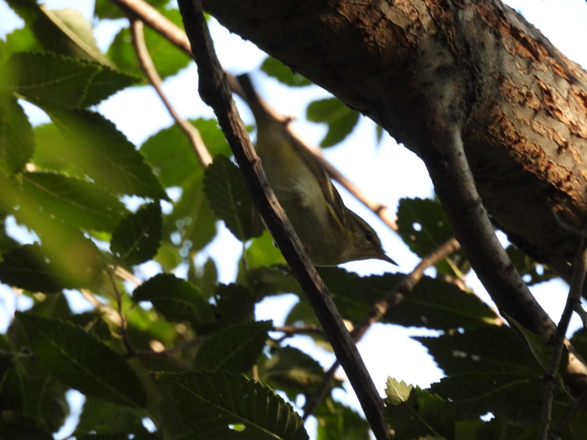 Pallas's Leaf Warbler