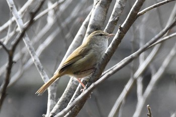 Japanese Bush Warbler Unknown Spots Sat, 4/15/2017