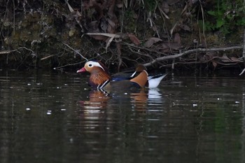 Mandarin Duck Unknown Spots Sun, 4/16/2017