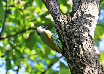 アオゲラ 薬師池公園 2021年10月2日(土)