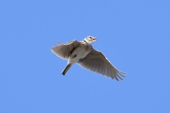 Eurasian Skylark Unknown Spots Sun, 4/23/2017