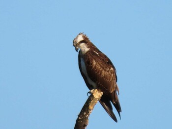 2021年10月2日(土) 多摩川（中野島）の野鳥観察記録