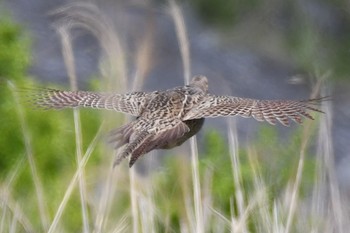 Green Pheasant Unknown Spots Sun, 4/23/2017