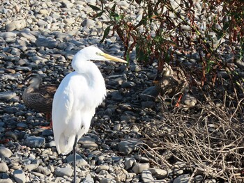 ダイサギ 多摩川（中野島） 2021年10月2日(土)