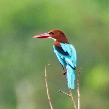 2021年10月2日(土) Maprachan Reservoirの野鳥観察記録