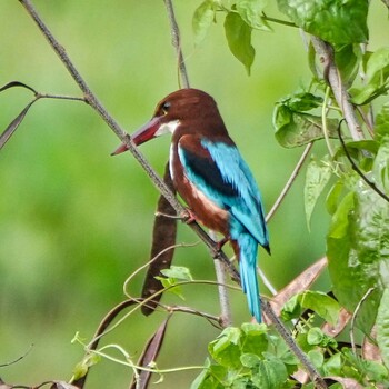 White-throated Kingfisher Maprachan Reservoir Sat, 10/2/2021