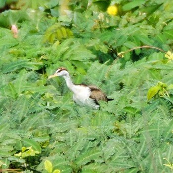 Bronze-winged Jacana Maprachan Reservoir Sat, 10/2/2021