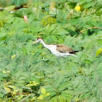 Bronze-winged Jacana Maprachan Reservoir Sat, 10/2/2021