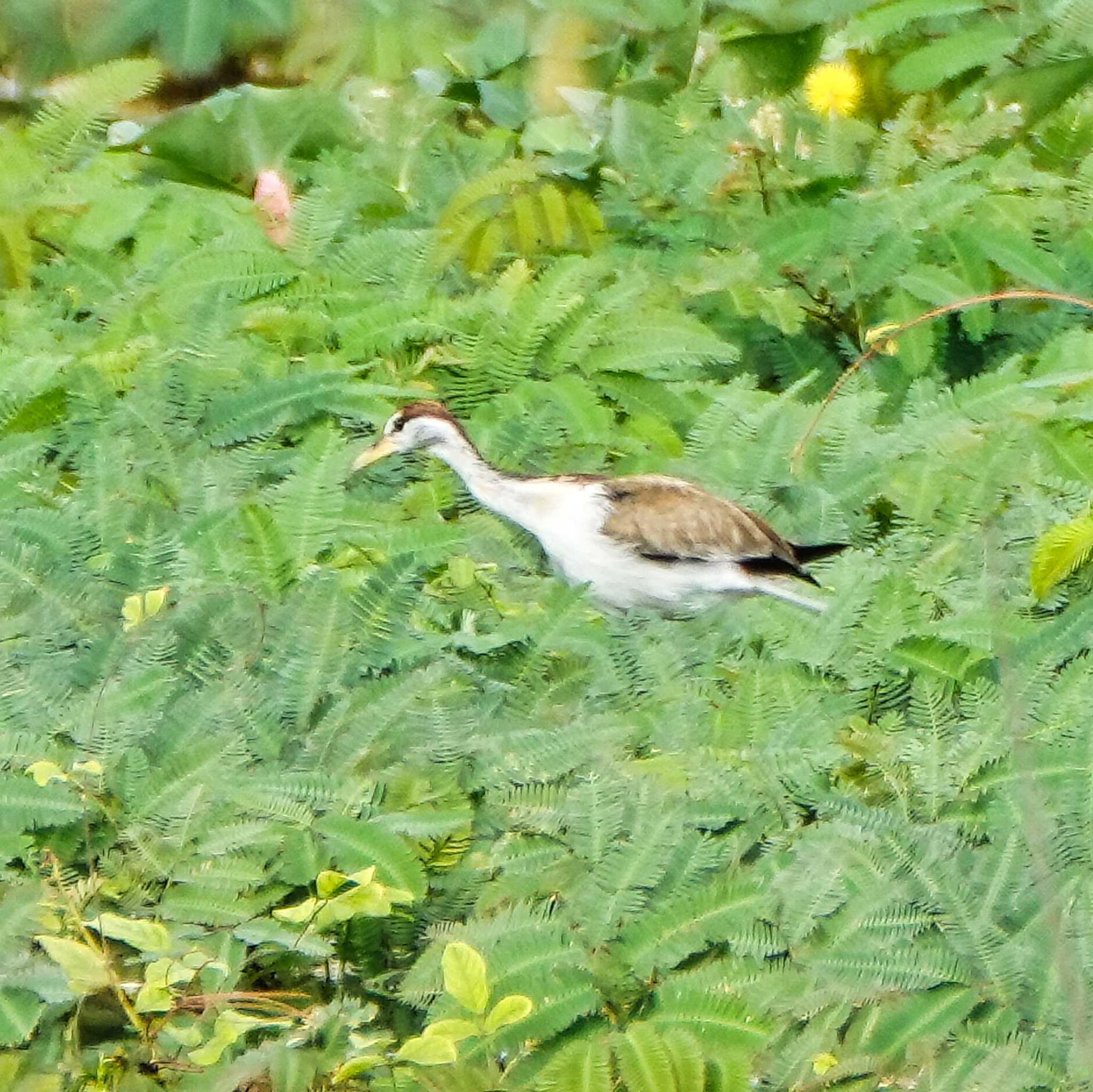 Bronze-winged Jacana