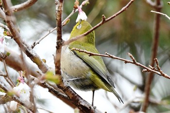 Warbling White-eye Unknown Spots Sun, 4/23/2017