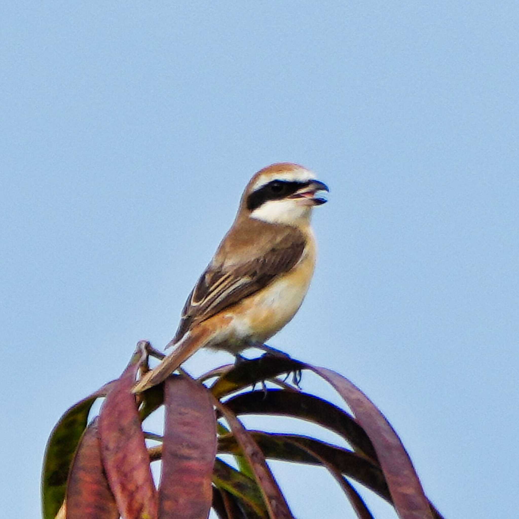 Brown Shrike