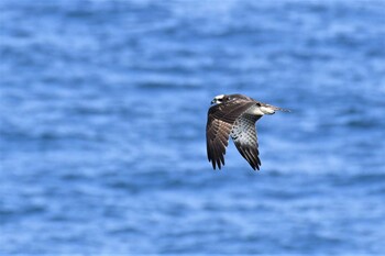 Osprey 禄剛崎 Sat, 10/2/2021