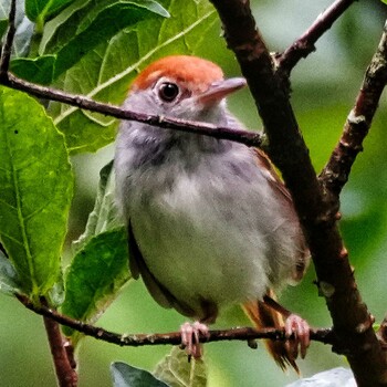 ノドグロサイホウチョウ Khao Mai Keao Reservation Park 2021年10月2日(土)