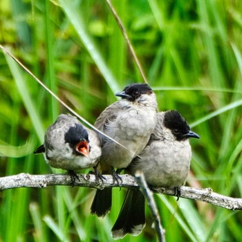 Brown-breasted Bulbul