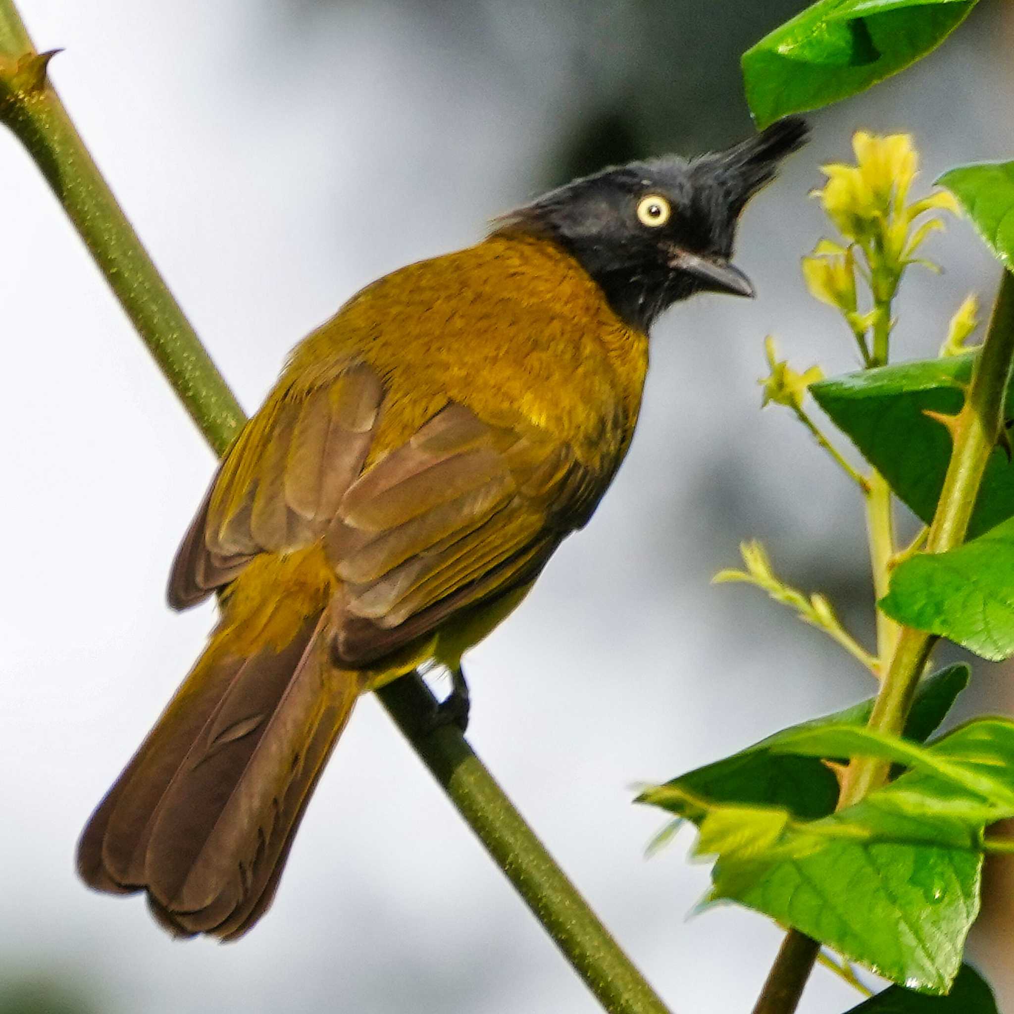 Photo of Black-crested Bulbul at Khao Mai Keao Reservation Park by span265