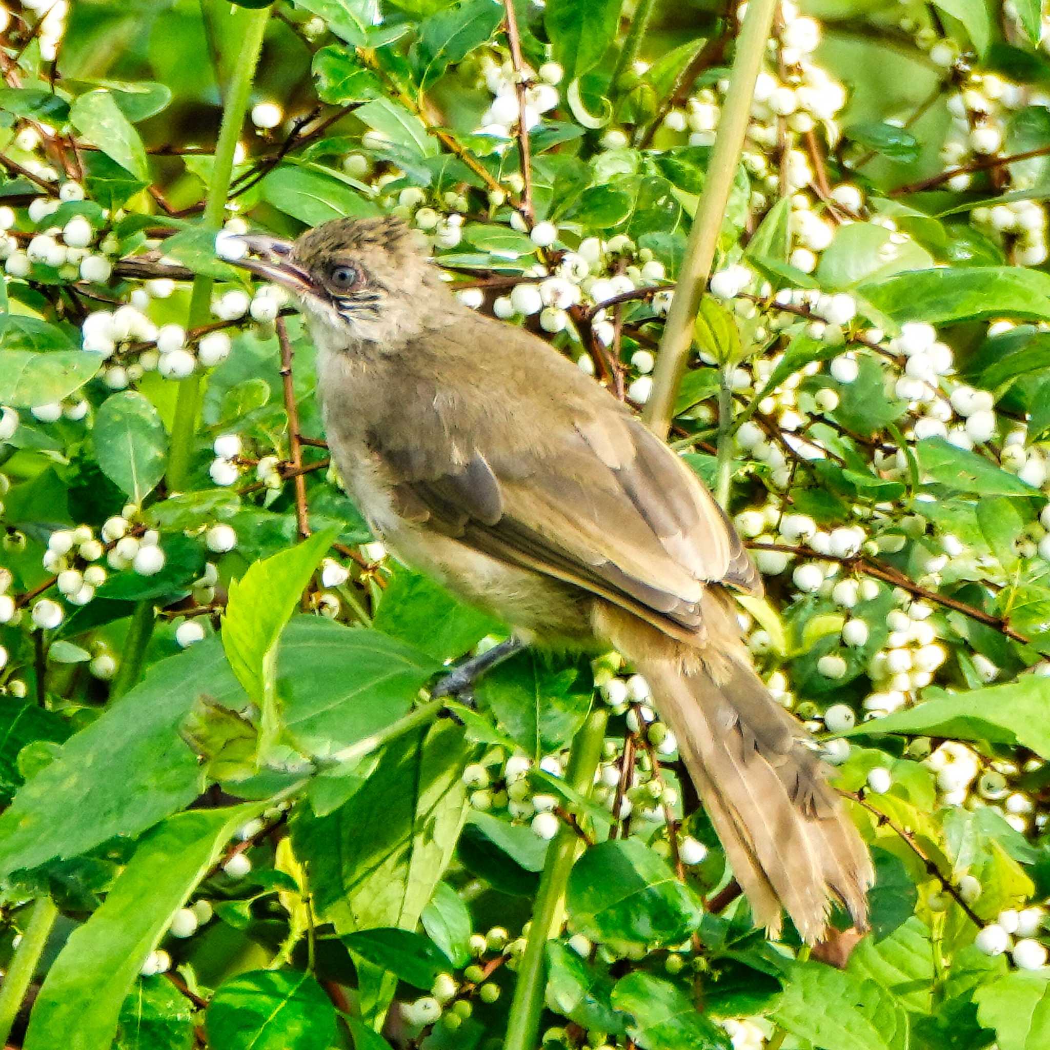 Khao Mai Keao Reservation Park ミミスジヒヨドリの写真 by span265