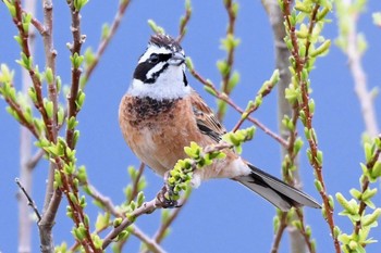 Meadow Bunting Unknown Spots Sun, 4/23/2017