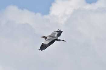 Grey Heron Nishioka Park Sat, 10/2/2021