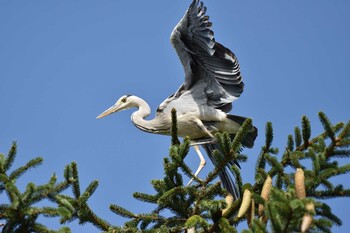 アオサギ 西岡公園(西岡水源地) 2021年10月2日(土)