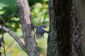 シロハラゴジュウカラ 宮城沢林道(札幌市西区) 2021年10月2日(土)