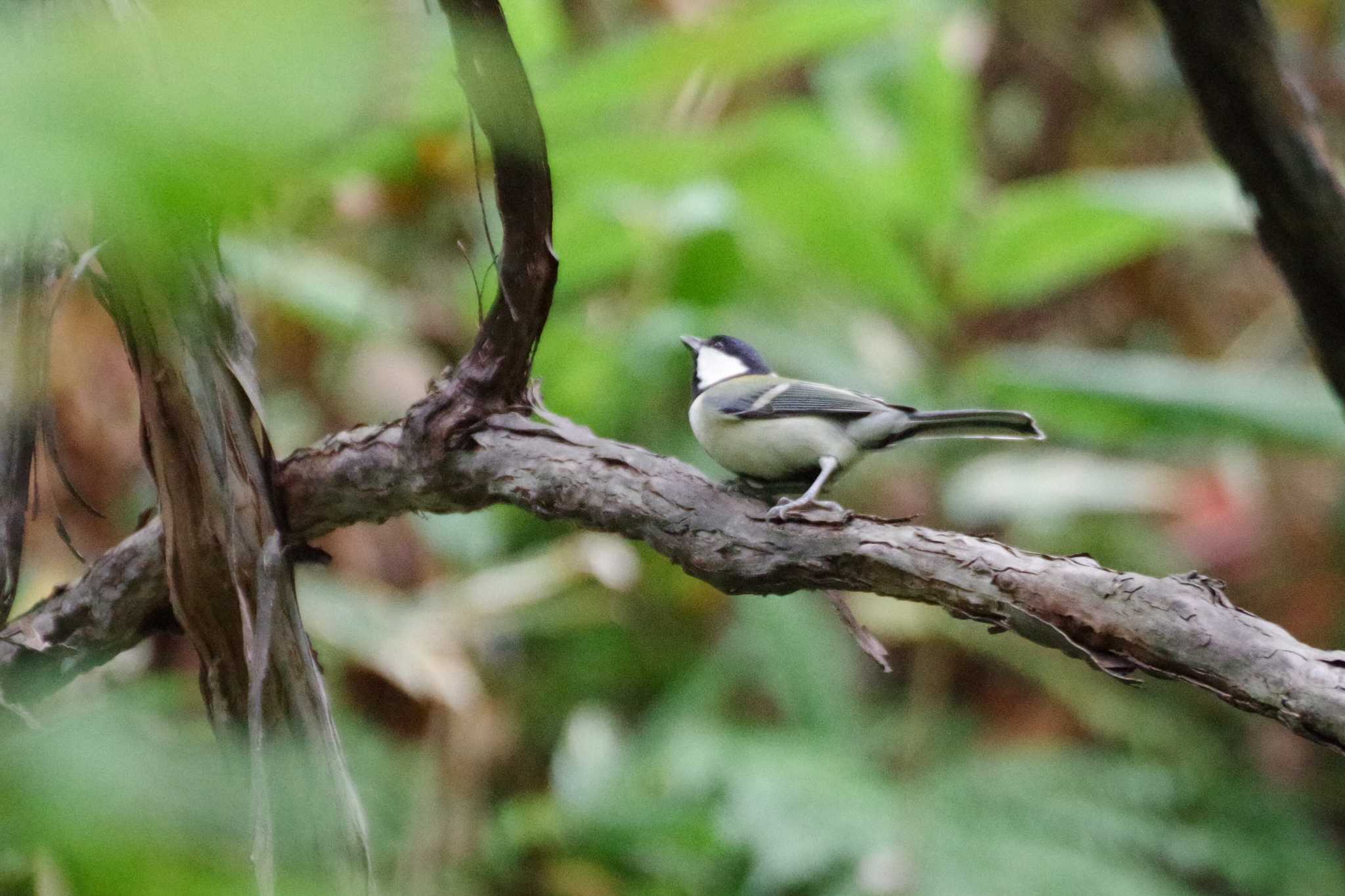 Photo of Japanese Tit at 宮城沢林道(札幌市西区) by 98_Ark (98ｱｰｸ)