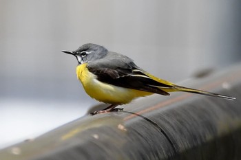 Grey Wagtail Unknown Spots Sat, 4/22/2017