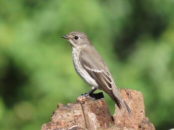 2021年10月2日(土) 権現山(弘法山公園)の野鳥観察記録