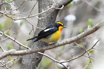 Narcissus Flycatcher Unknown Spots Sun, 4/23/2017