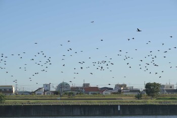 2021年10月2日(土) 多摩川二ヶ領宿河原堰の野鳥観察記録