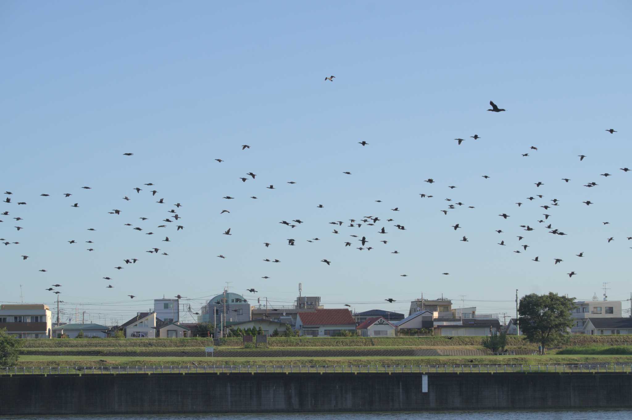 多摩川二ヶ領宿河原堰 カワウの写真 by さすらう葦