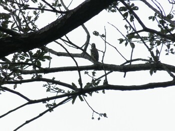 Japanese Pygmy Woodpecker 多摩川台公園 Wed, 9/29/2021