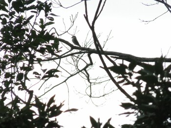 Asian Brown Flycatcher 多摩川台公園 Wed, 9/29/2021