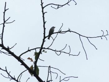 2021年9月29日(水) 多摩川台公園の野鳥観察記録