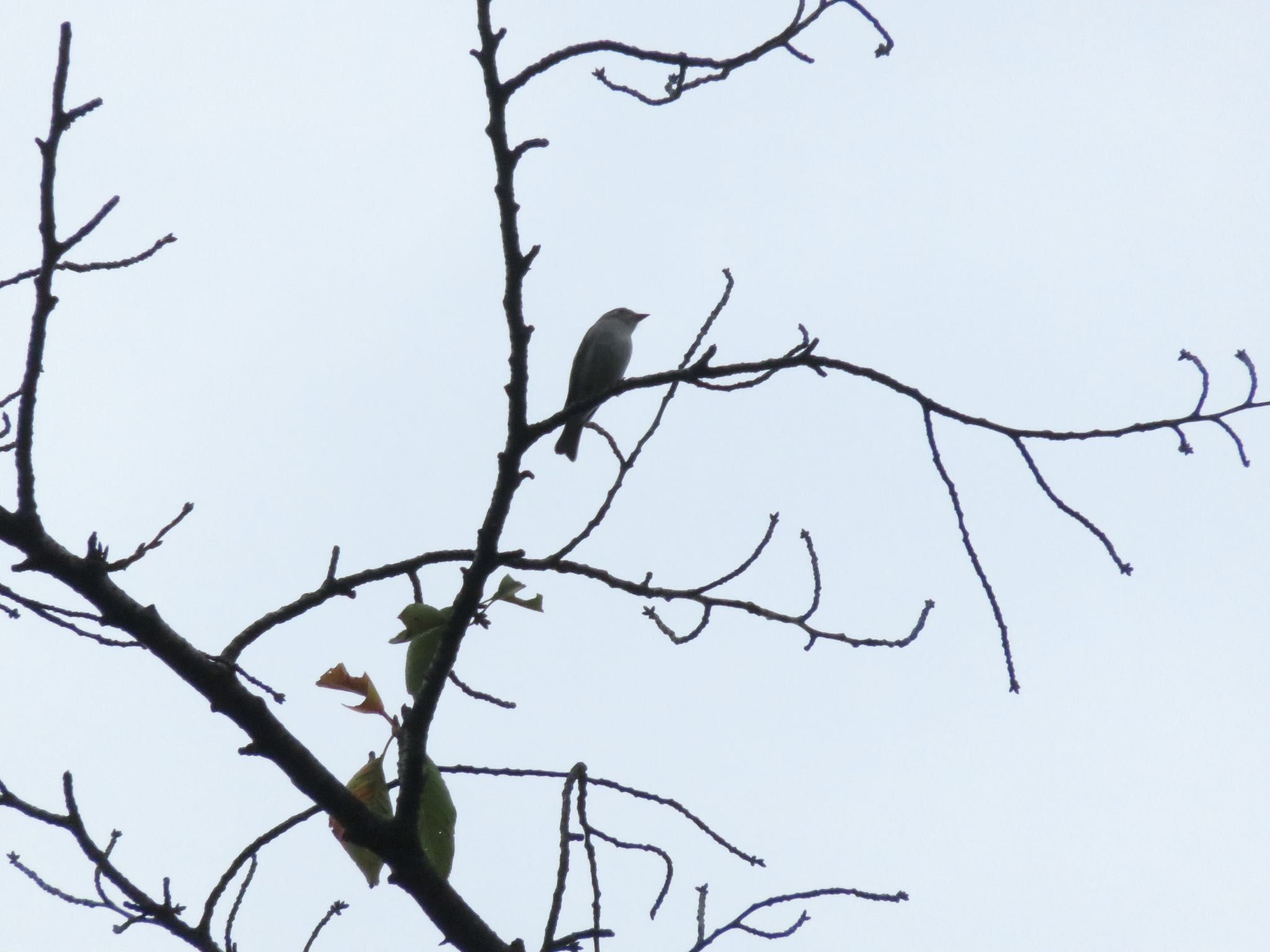 Photo of Asian Brown Flycatcher at 多摩川台公園 by ぶりだいこん546