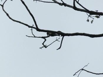 Japanese Tit 多摩川台公園 Wed, 9/29/2021