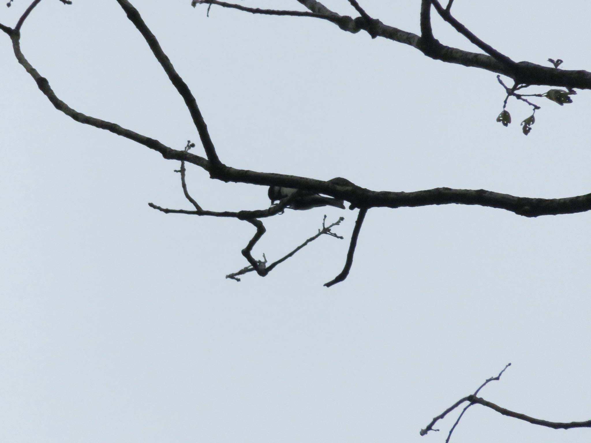 Photo of Japanese Tit at 多摩川台公園 by ぶりだいこん546