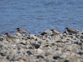 Long-billed Plover 多摩川(浅川合流付近) Sat, 10/2/2021