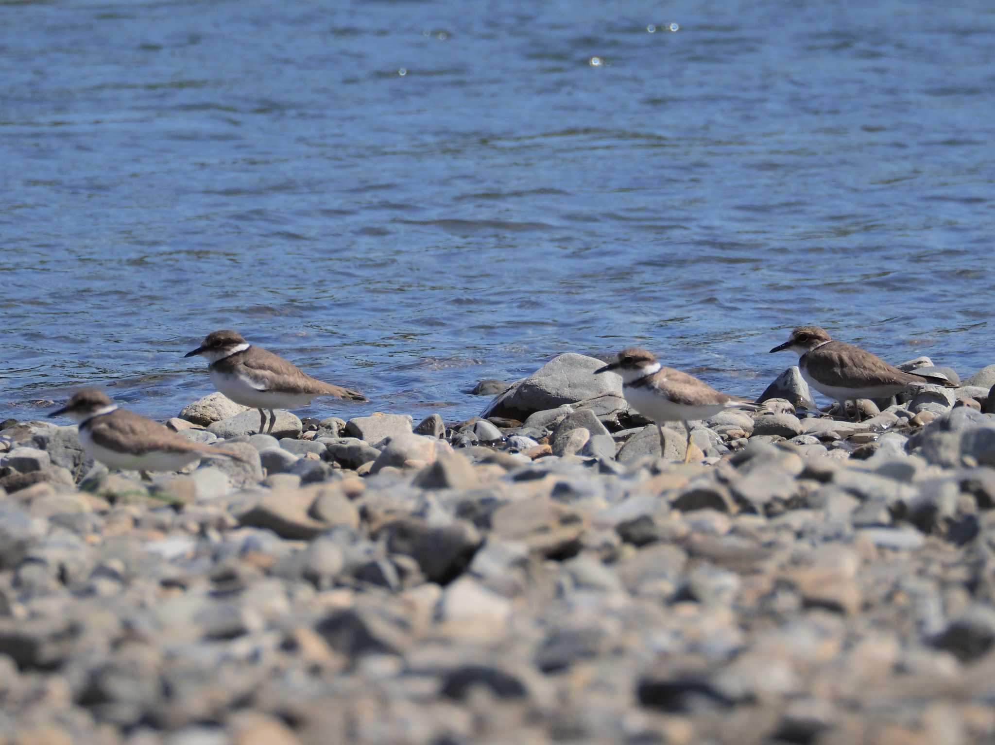 Long-billed Plover