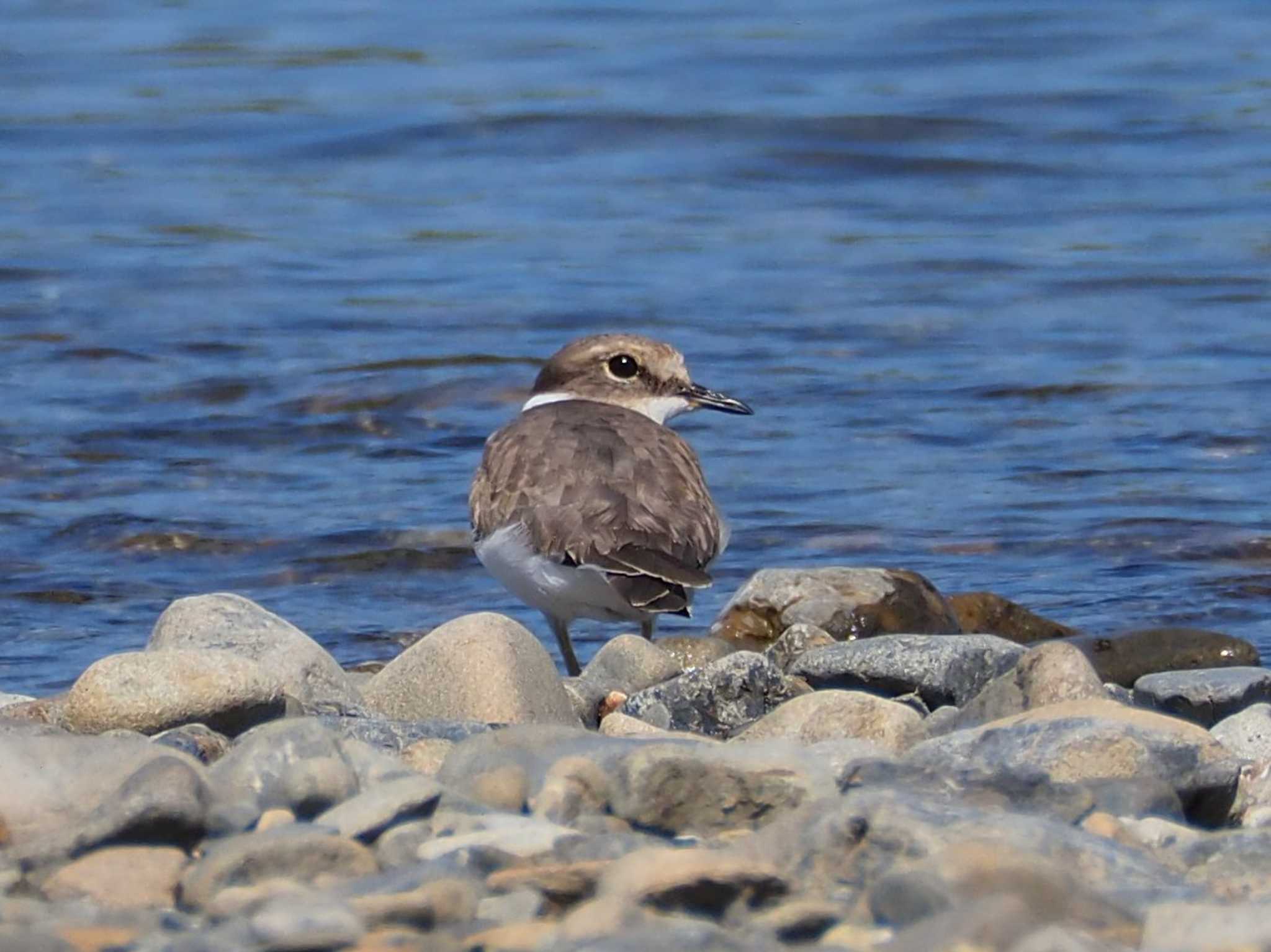 Long-billed Plover