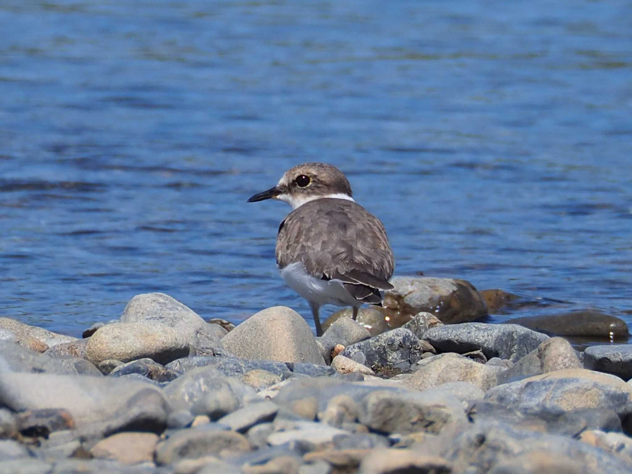 Long-billed Plover