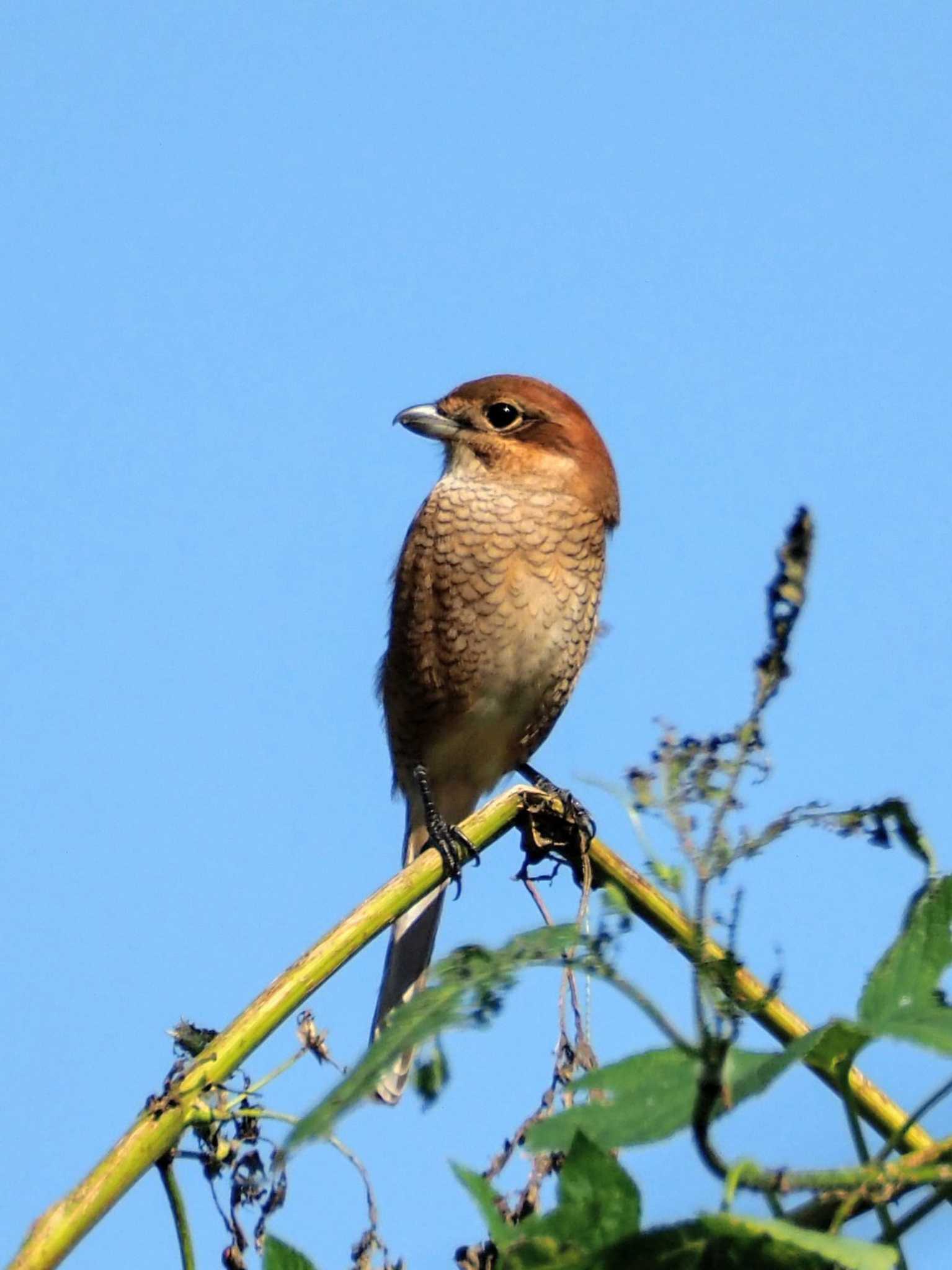 Bull-headed Shrike