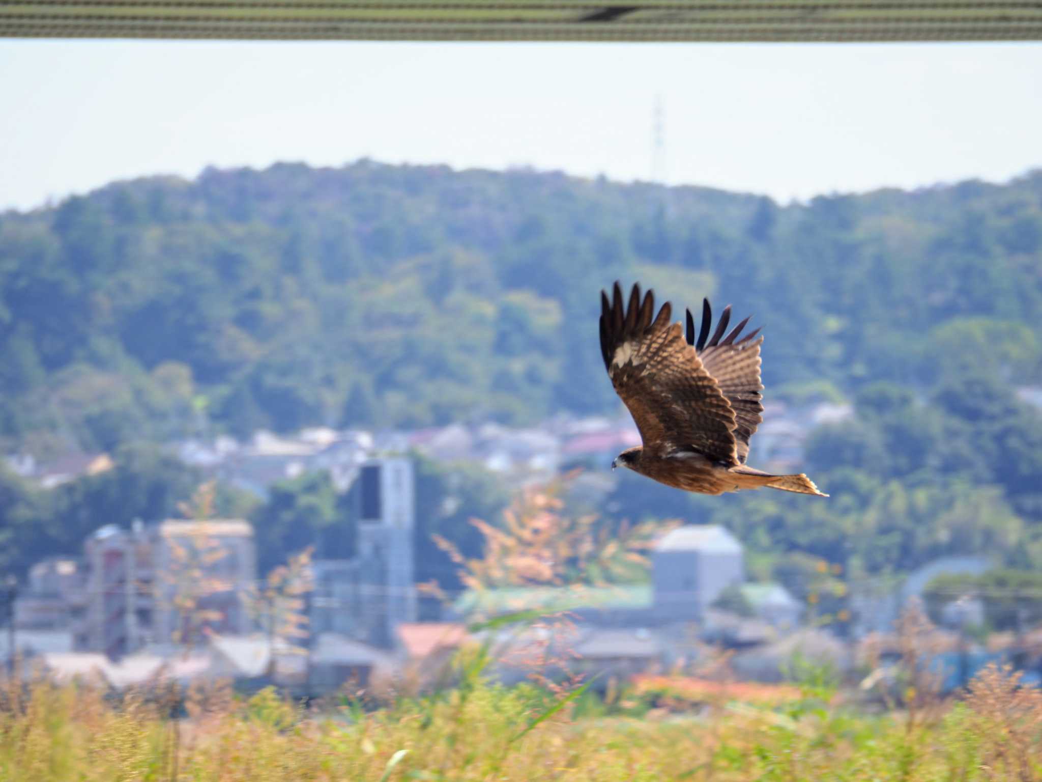 Black Kite