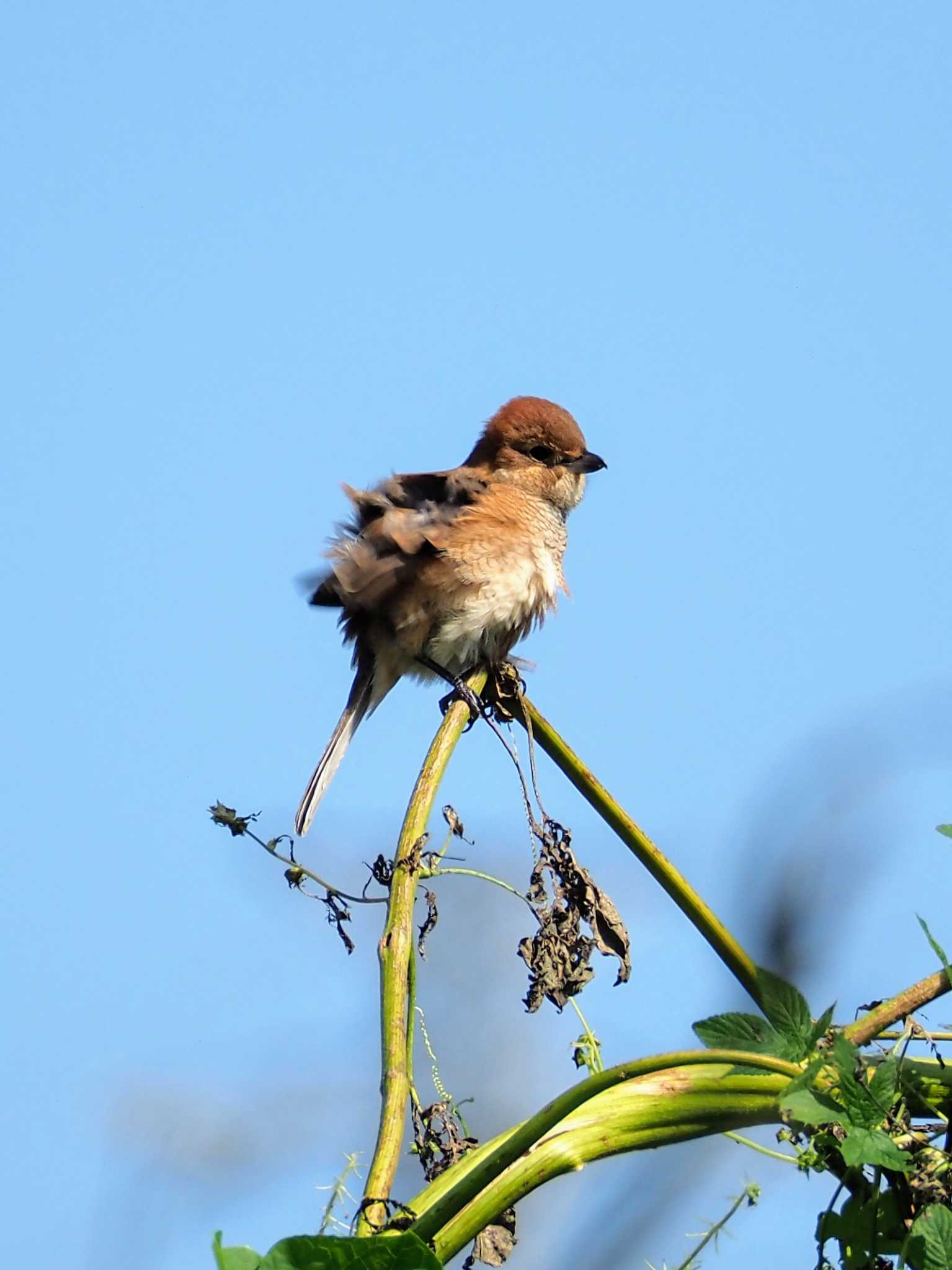 Bull-headed Shrike