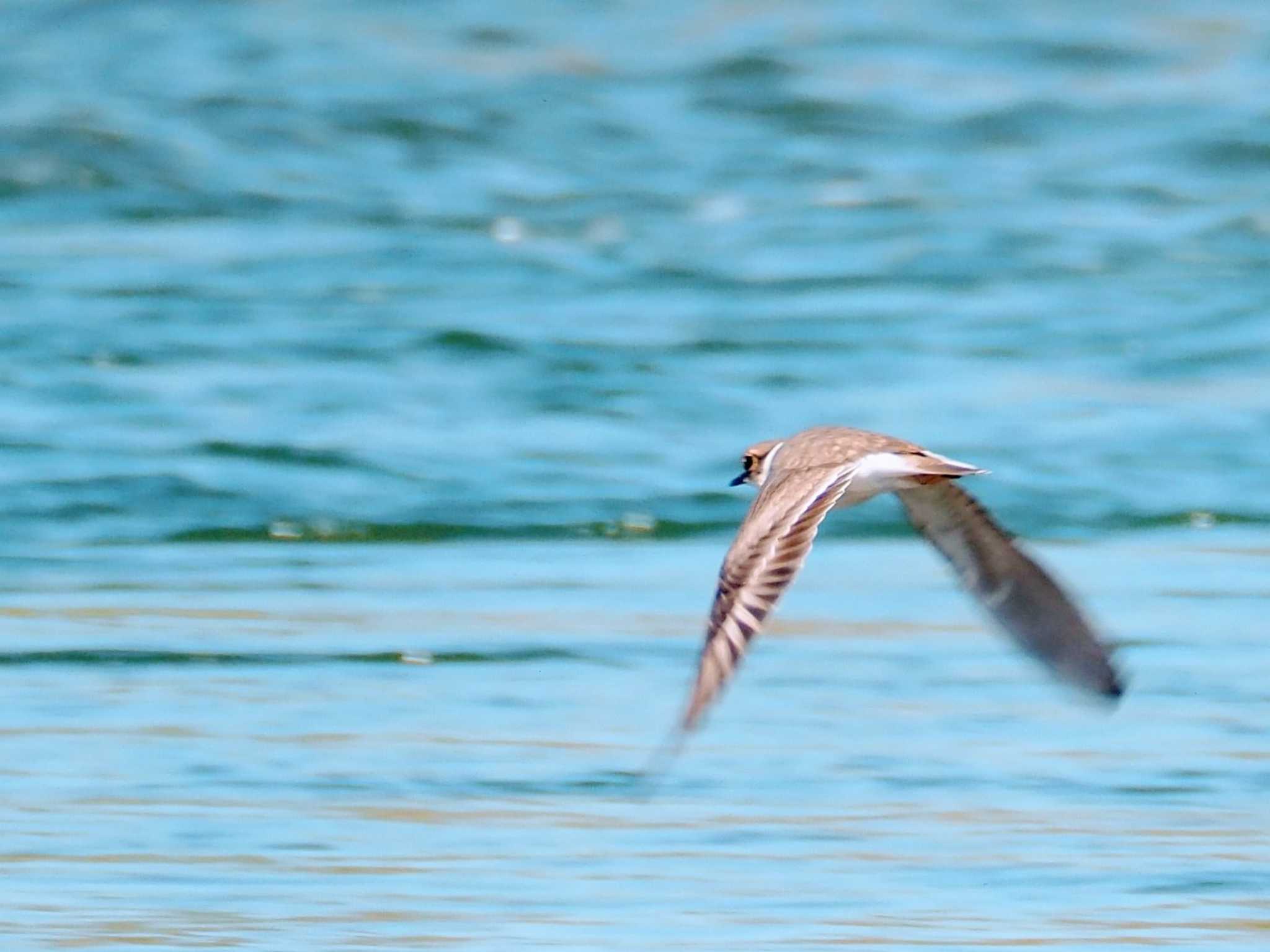 Long-billed Plover