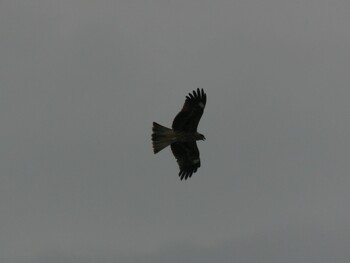 Black Kite Terugasaki Beach Sun, 8/8/2021